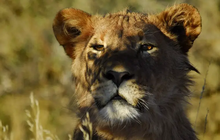 Pacote de viagem Safári África do Sul e Kalahari