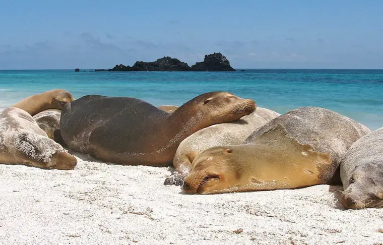 Pacote de viagem Ilhas Galápagos: Yacht la Pinta