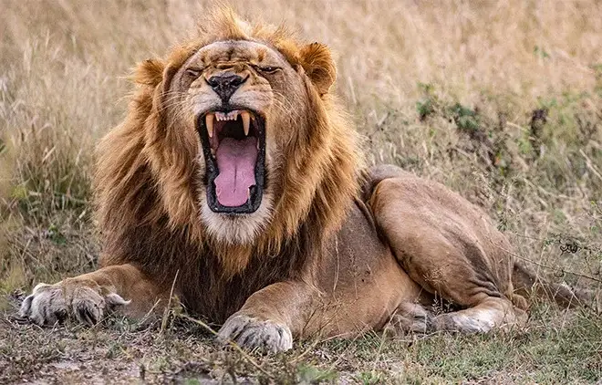 Pacote de viagem Big 5 Marinho e Big 5 Safari na África do Sul
