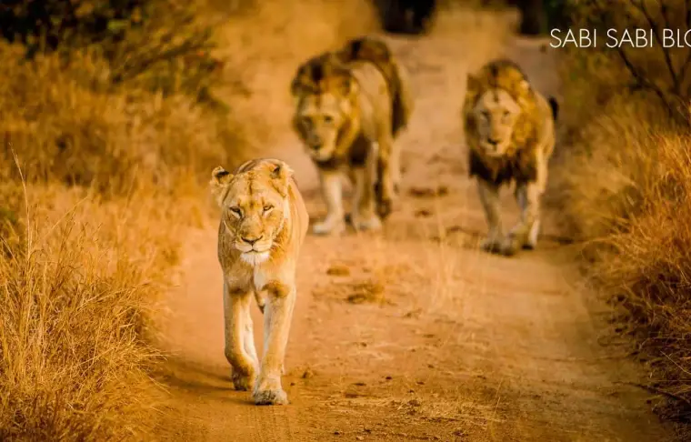 Pacote de viagem African Experience