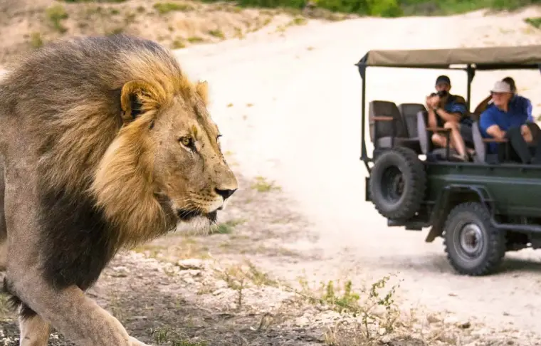 Pacote de viagem Cape Town & Safári na Reserva Privativa de Madikwe