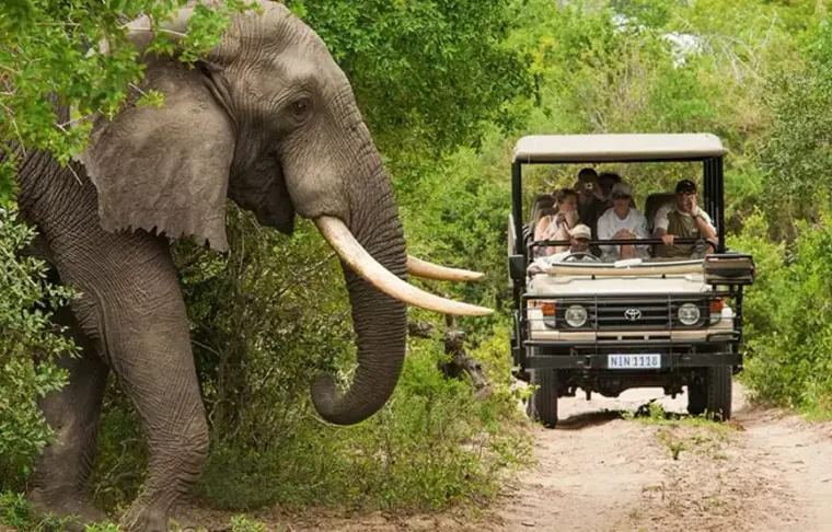 Pacote de viagem Botswana & Cape Town