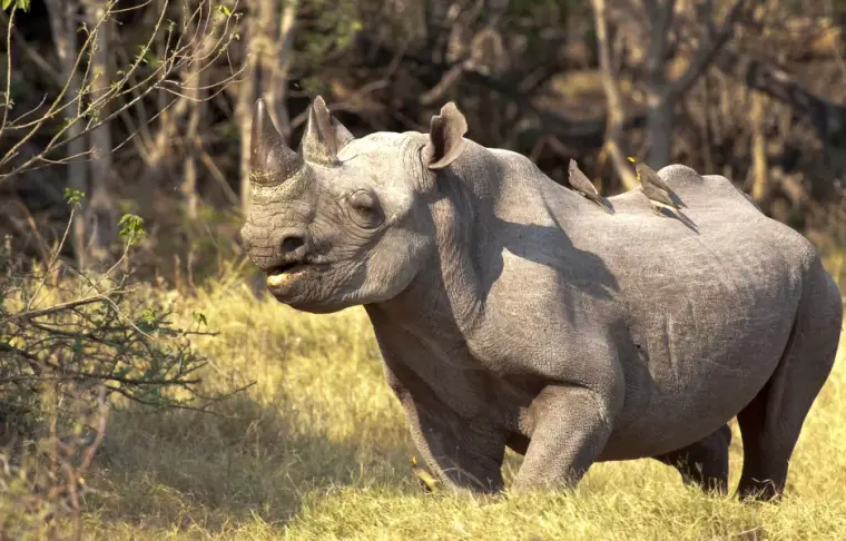 Pacote de viagem Best of Botswana