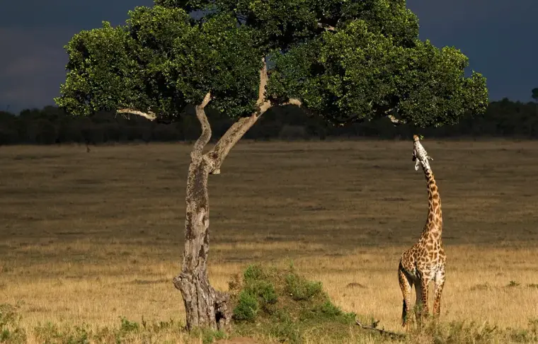 Pacote de viagem Tesouros da Tanzânia com Safári de Luxo