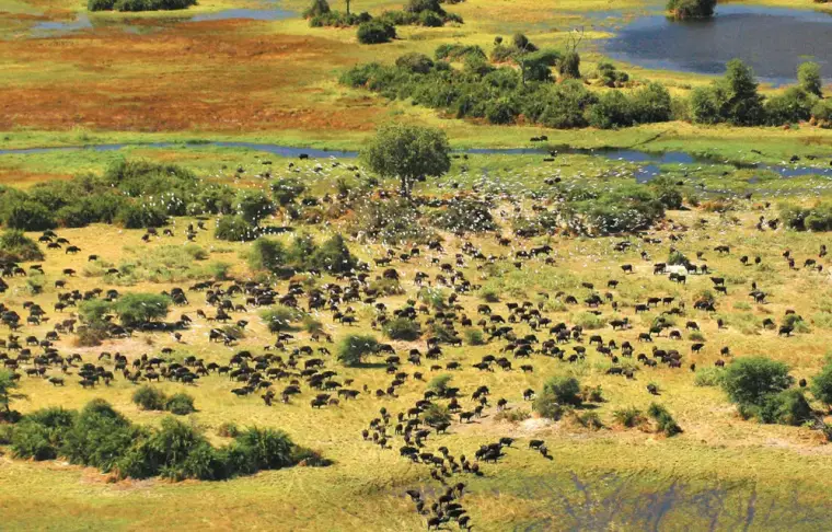 Pacote de viagem Your Botswana Teenage Family Safari