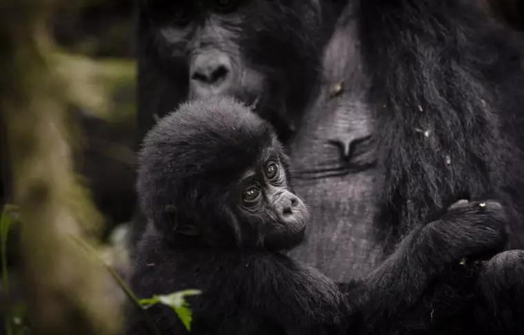 Pacote de viagem Clouds Mountain Gorilla