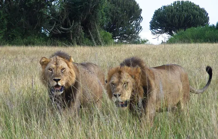 Pacote de viagem Ultimate Safari Uganda