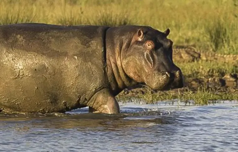 Pacote de viagem Safari Luxury em Phinda e Sabi Sand