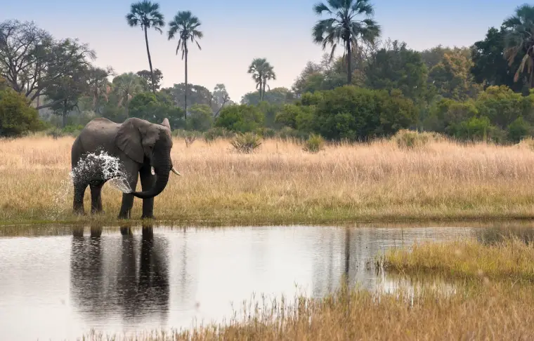 Pacote de viagem Botswana