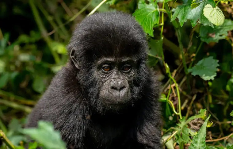 Pacote de viagem Uganda