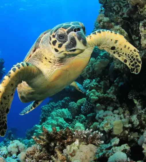 Experiência de viagem Mergulho
