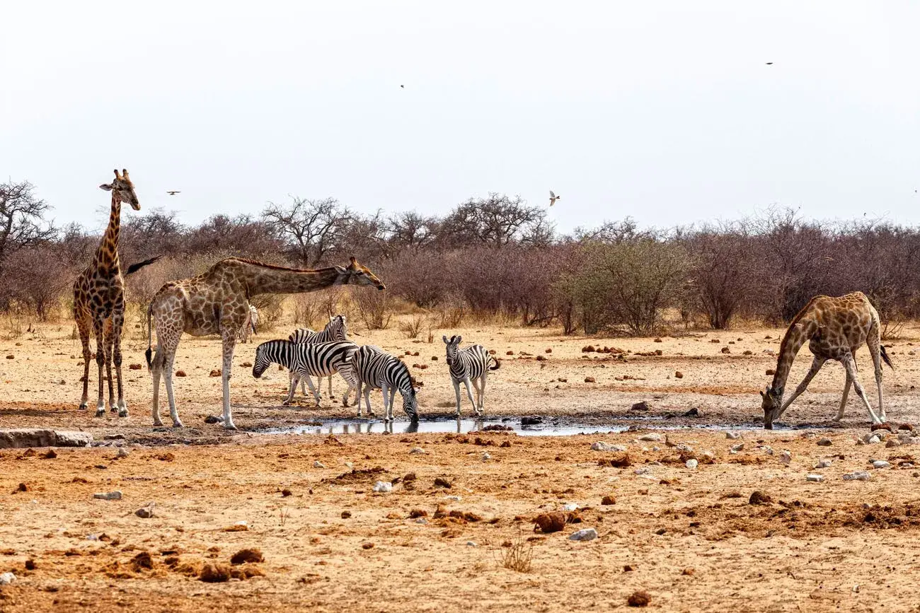 Pacote de viagem Namíbia e Cape Town
