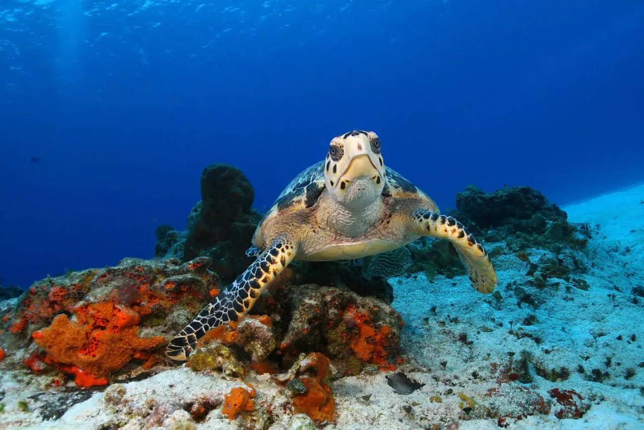 Tartaruga em Cozumel