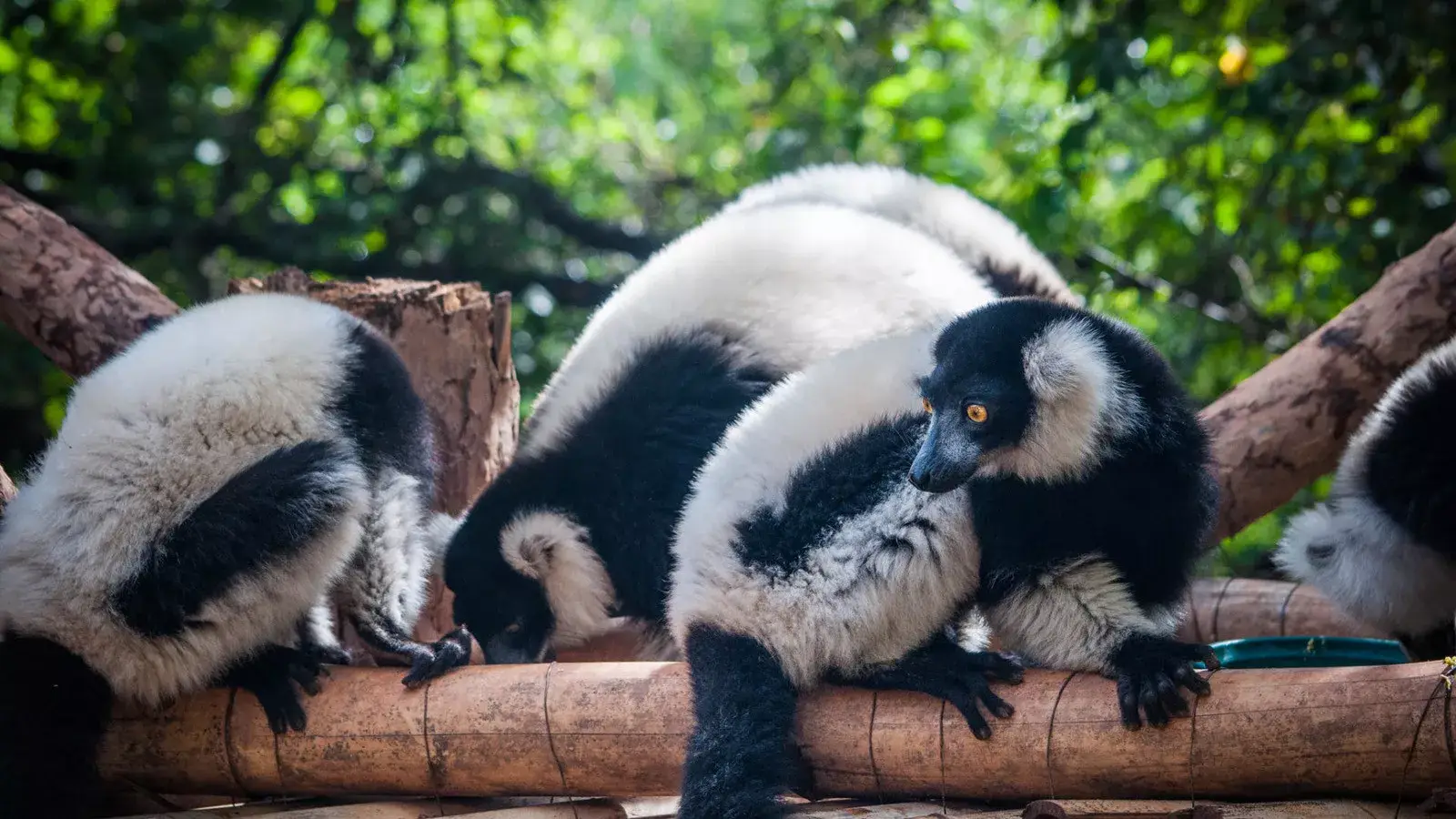Avenidas dos Baobas e Nosy Bohara