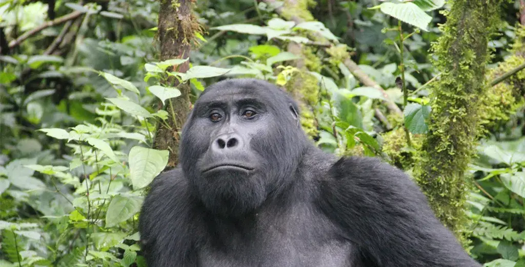 Pacote de viagem O Melhor de Uganda