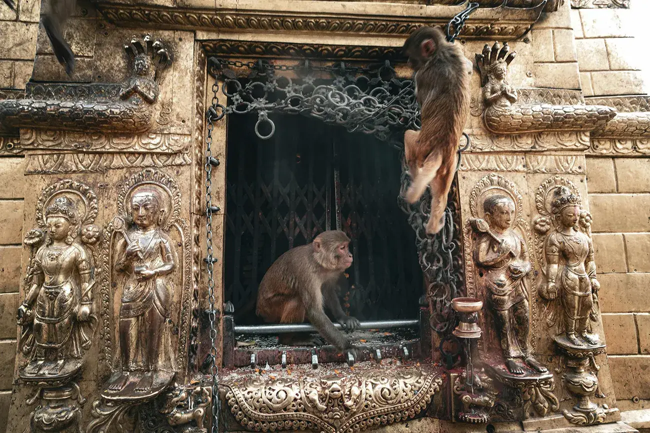 Nepal Templos e Safári