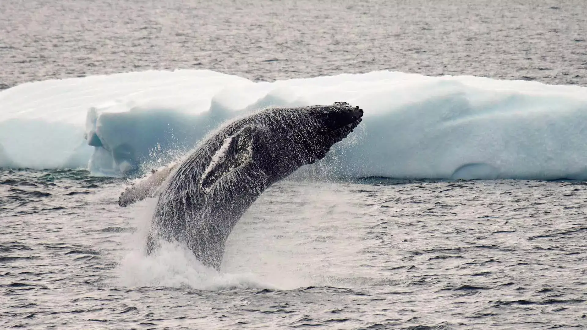 Baleia Antartica