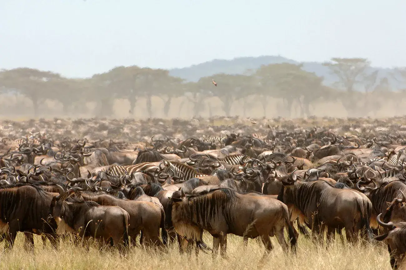 Tanzânia e Safári Romântico na África Oriental