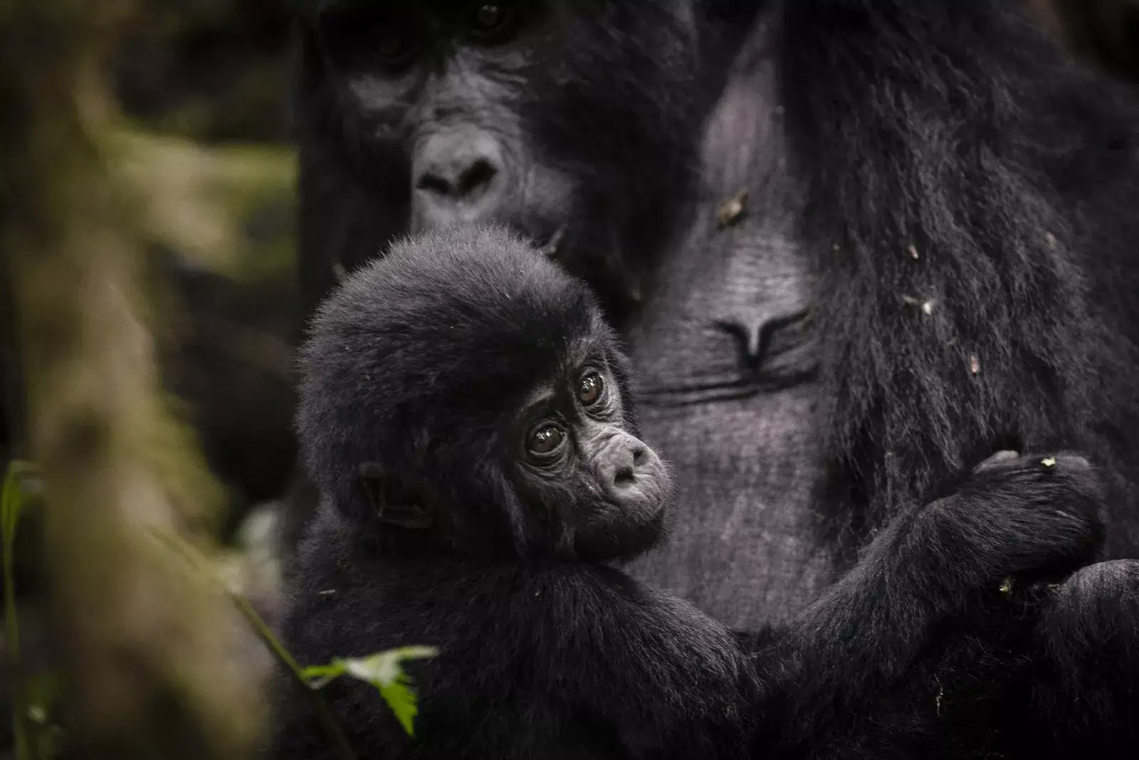 Pacote de viagem Clouds Mountain Gorilla