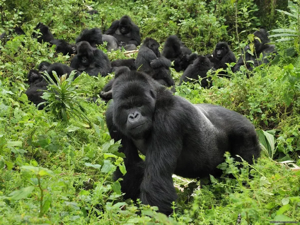 Pacote de viagem Volcanoes Bwindi Lodge