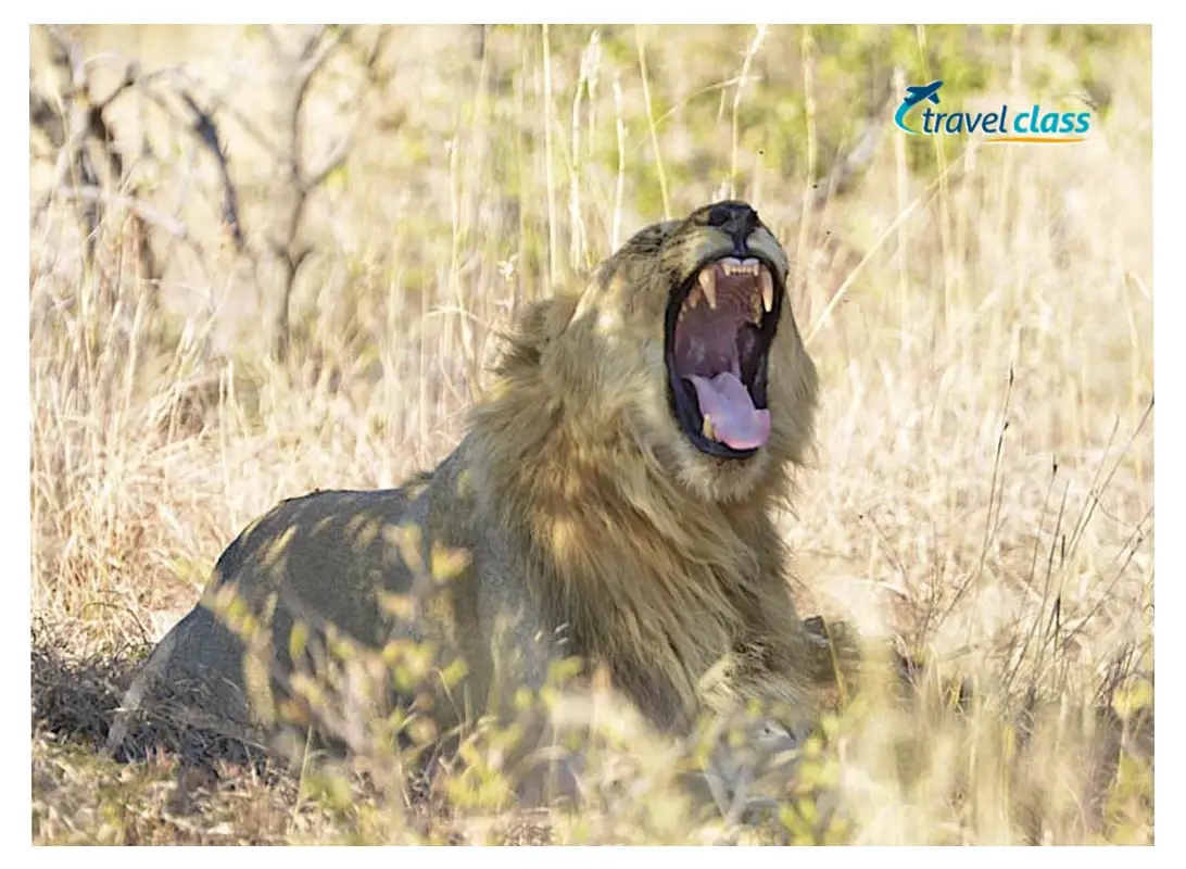 Sun City and Safari Experience