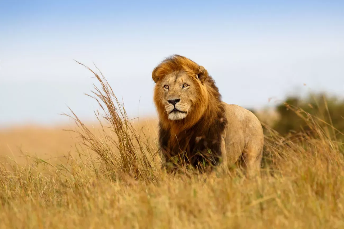 Leão Caesar  na grama de ouro de Masai Mara