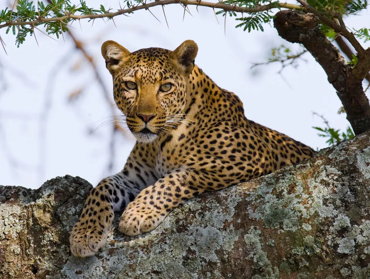 Leopardo na árvore. Tanzânia. Serengeti.