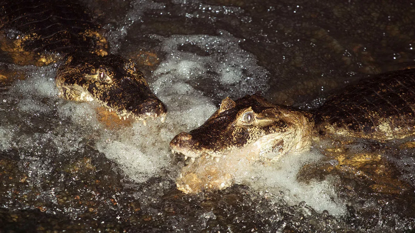 Refúgio Caiman