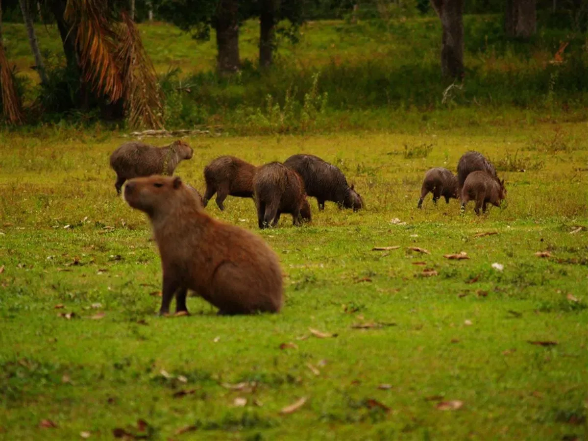 Cruzeiro no Pantanal Rio Mutum