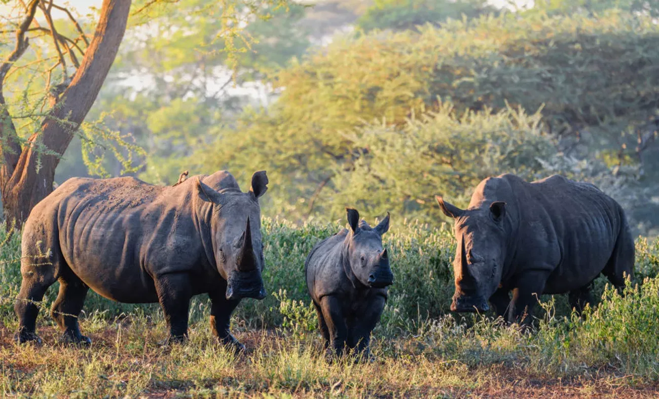 Safári Singita Lodges & Reserves