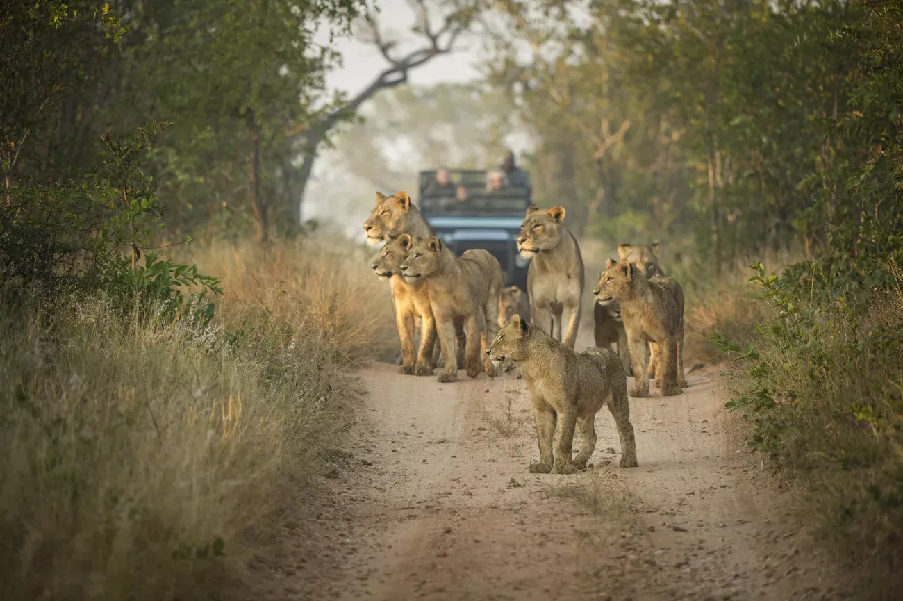 Safári Singita Lodges & Reserves