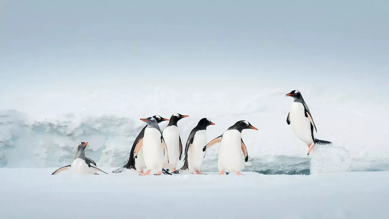 Classic Antártica Air Cruise