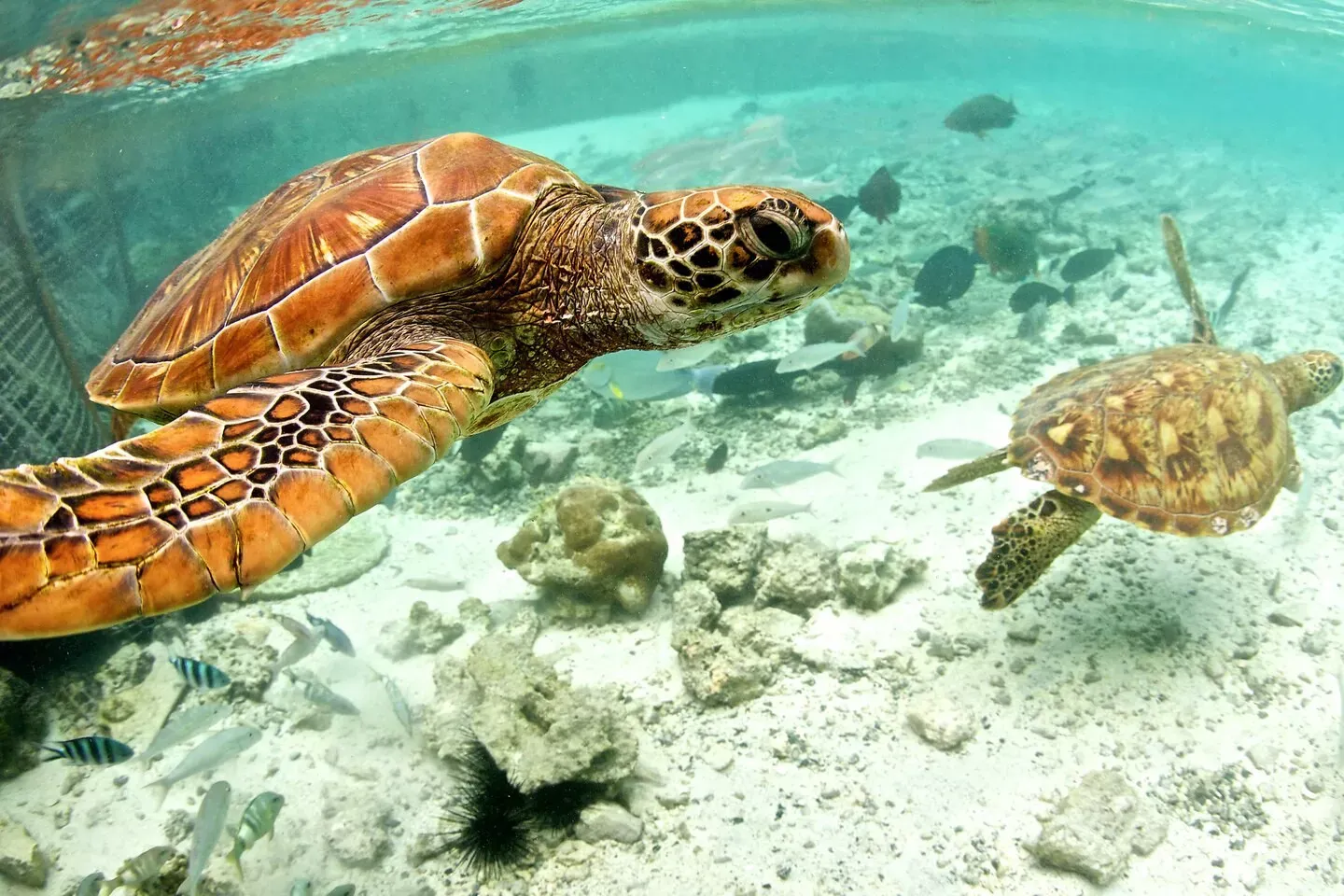 Roteiros  para o Tahiti e Nova Zelandia
