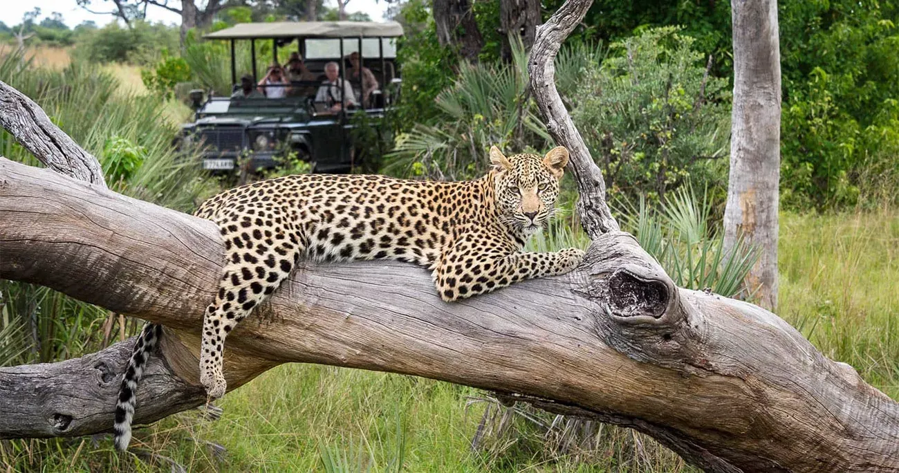 Botswana com Delta do Okavango e Reserva Moremi