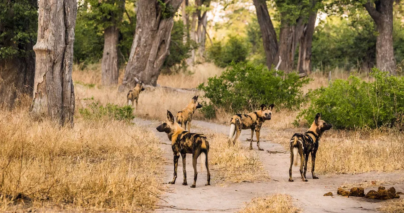 Botswana com Delta do Okavango e Reserva Moremi