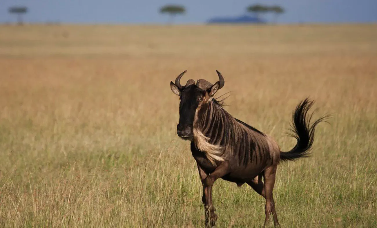 Safári Singita Lodges & Reserves