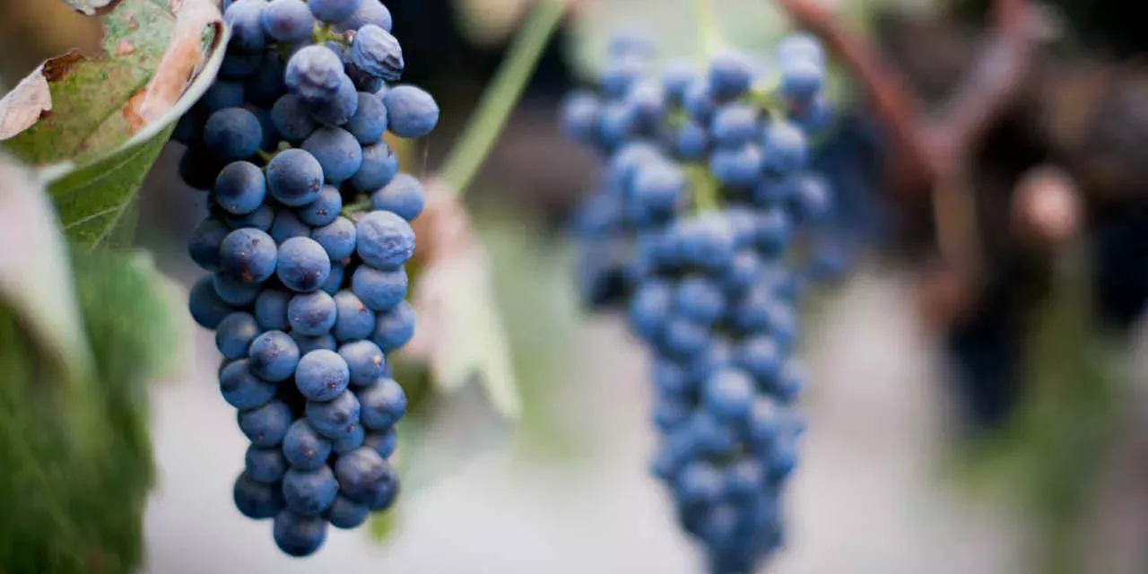 California na Rota dos vinhos