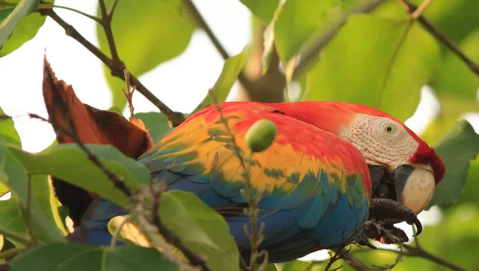 Conhecendo as belezas da Amazônia em Família