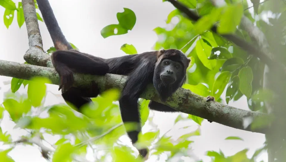Conhecendo as belezas da Amazônia em Família