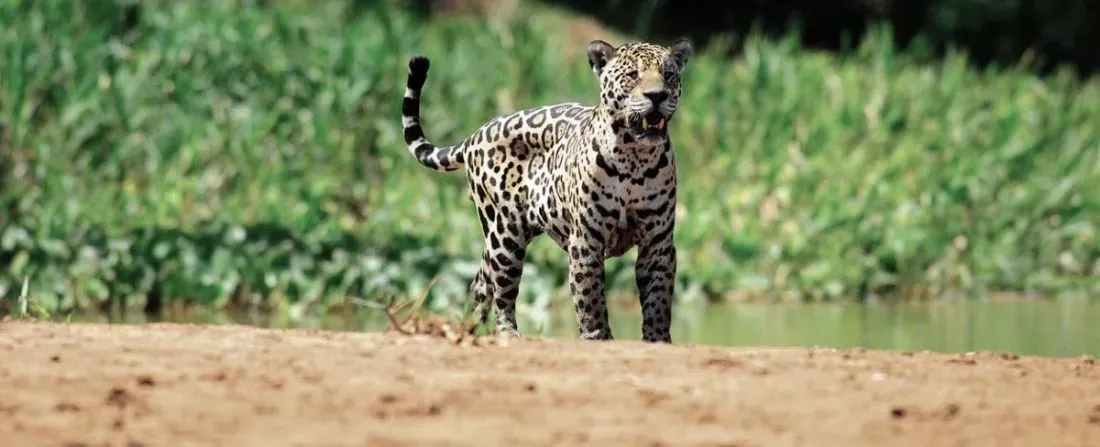 Expedição Onça Pintada 