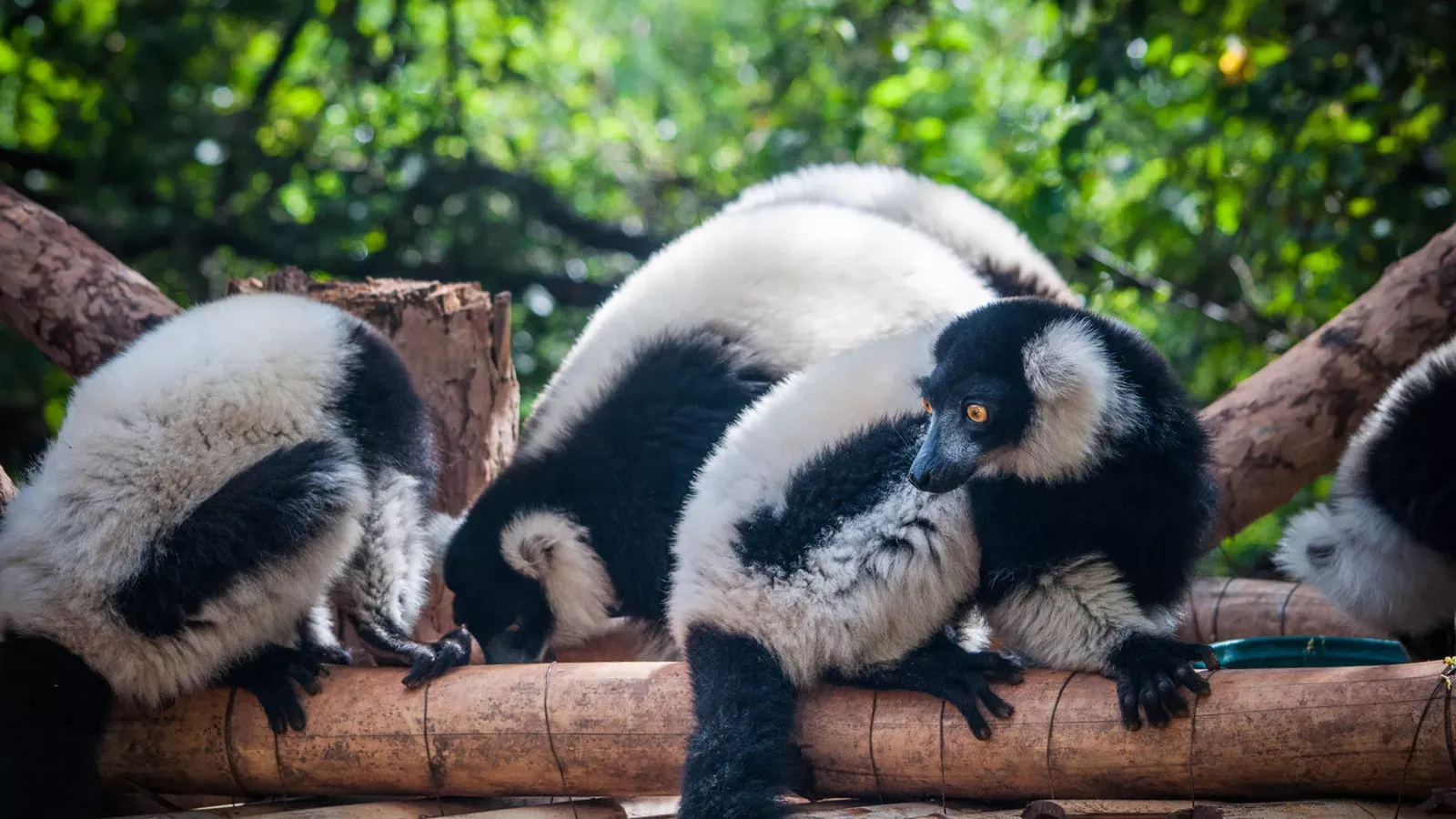 Avenidas dos Baobas e Nosy Bohara