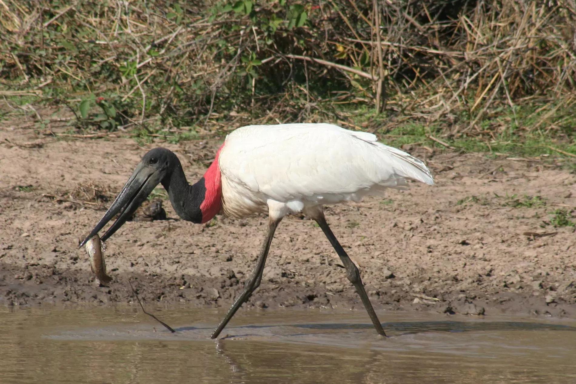 Pantanal em Família