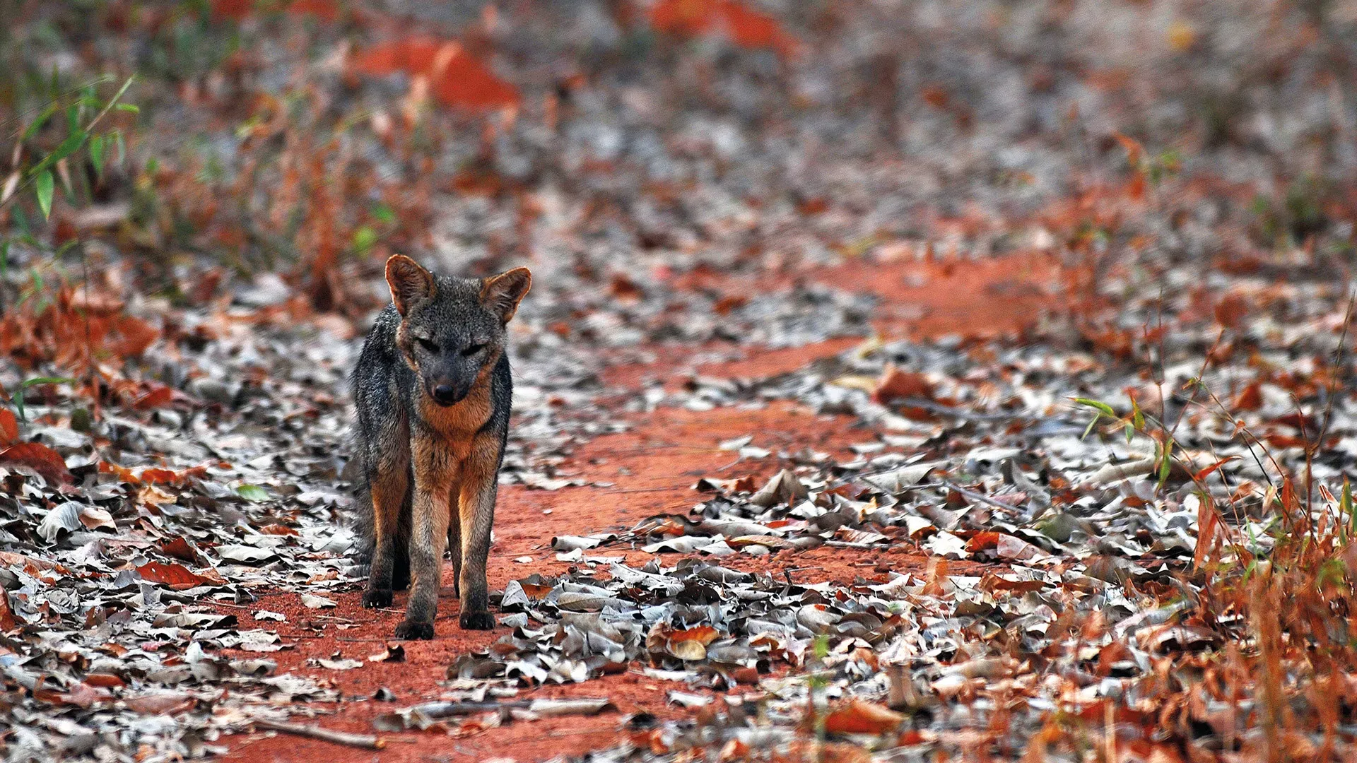 Parque Nacional da Serra da Capivara & Serra das Confusões 