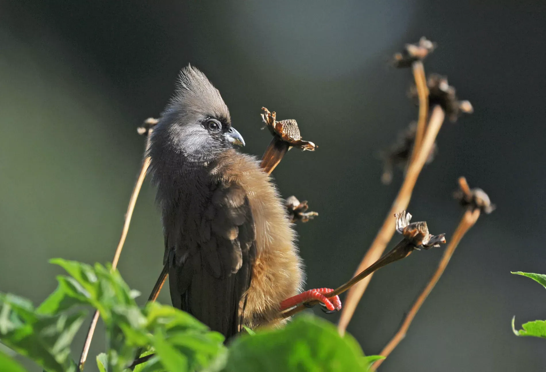 Gorilas de Uganda