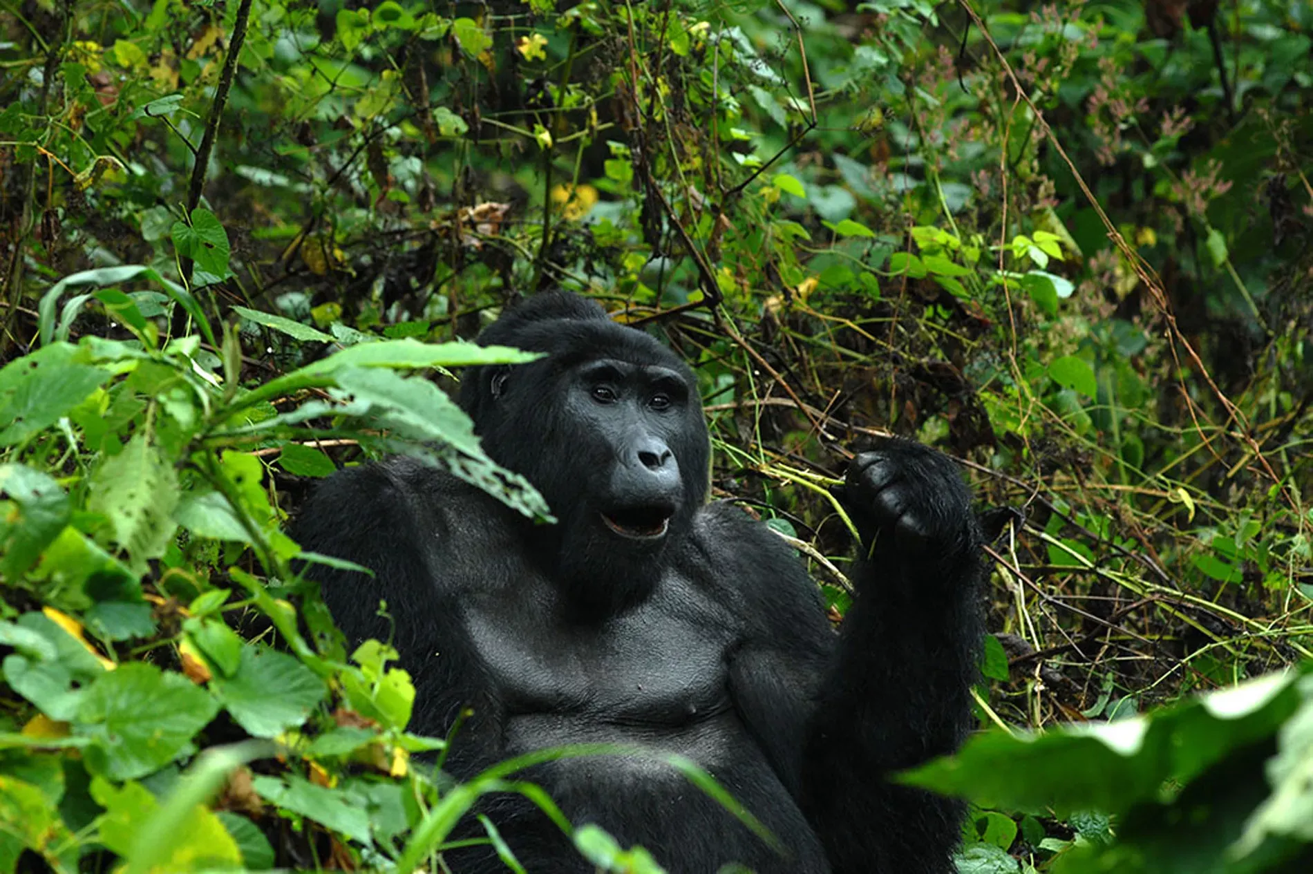 Gorilas de Uganda
