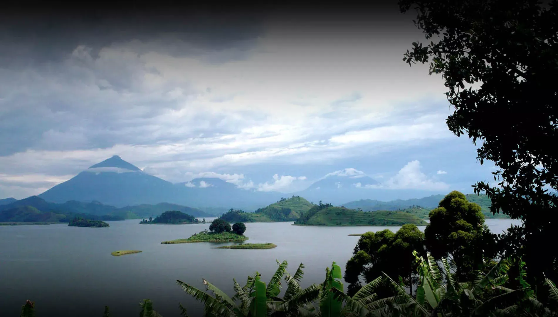 Gorilas de Uganda