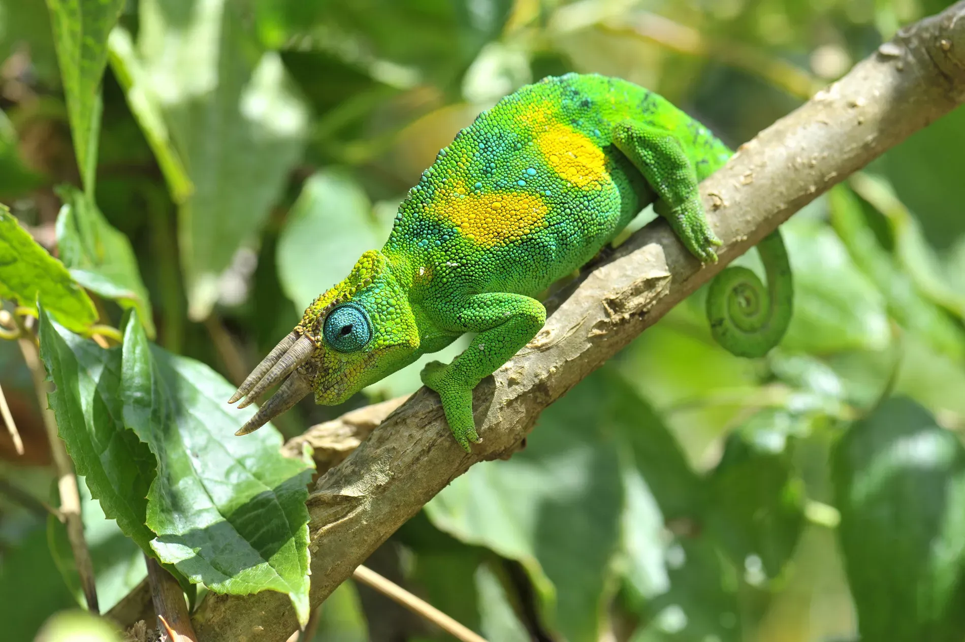Gorilas de Uganda