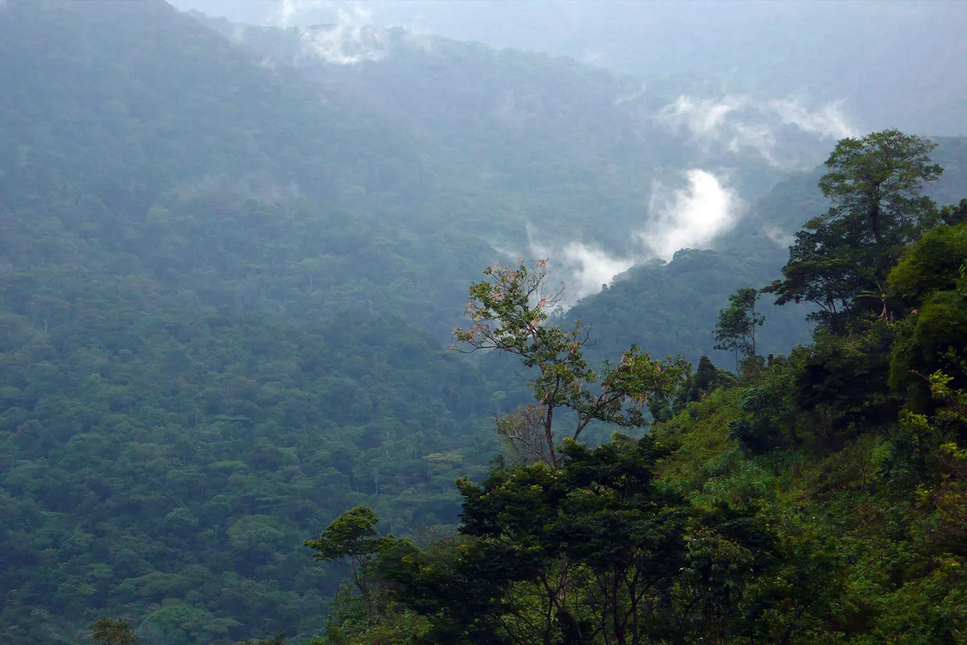 Gorilas de Uganda