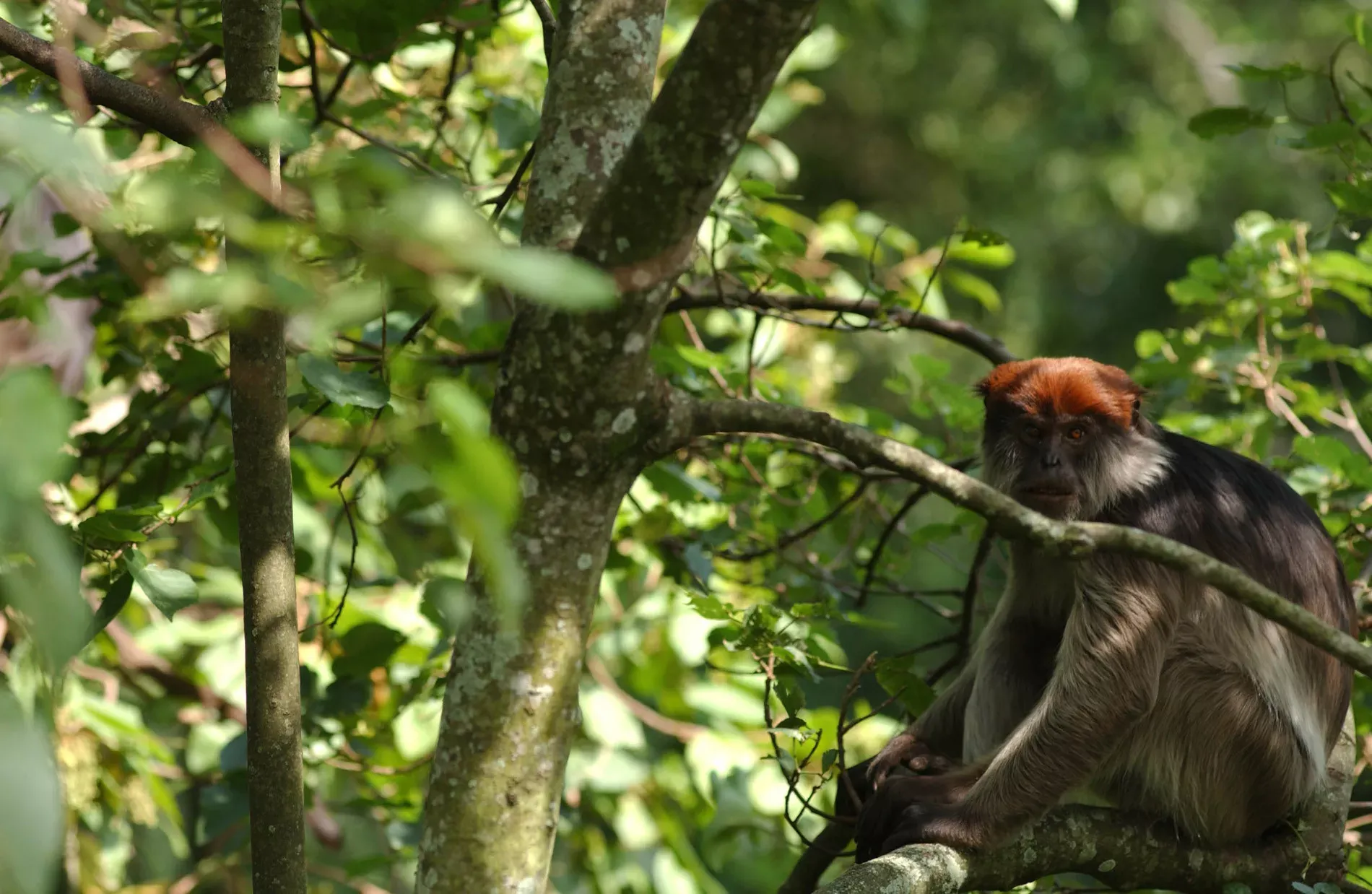 Gorilas de Uganda