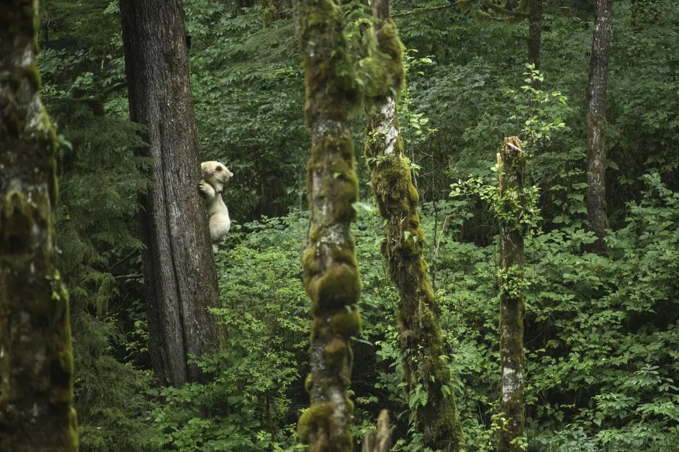 Observação de Ursos no Spirit Bear Lodge